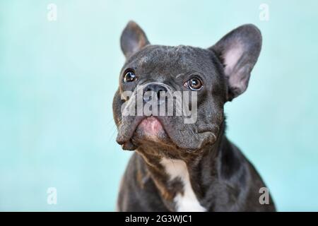 Portrait of black French Bulldog dog in front of teal background Stock Photo