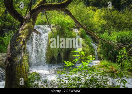 Old twisted tree leaning over waterfall in green forest, Plitvice Lakes Stock Photo