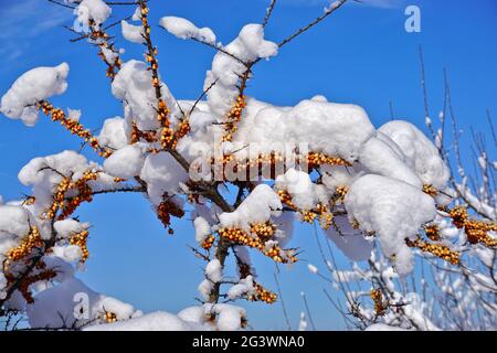 Sallow thorn, common sea buckthorn, sea buckthorn in winter covered with snow Stock Photo