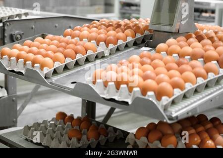Factory Chicken egg production. Worker sort chicken eggs on conveyor. Agribusiness company. Stock Photo