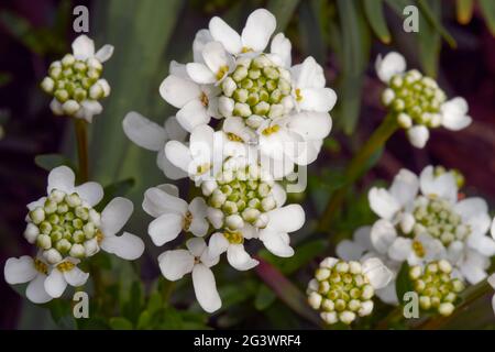 Bowflower Stock Photo