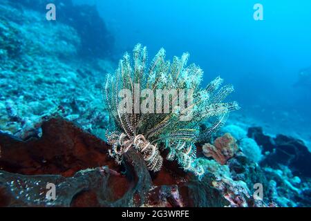 Crenoid or sea lilly on coral reef Stock Photo