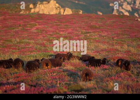 FRANCE. FINISTERE (29) BRITTANY REGION. LA CORNOUAILLE. SIZUN CAPE. OUESSANT SHEEP. MOORE IN FLOWERS Stock Photo