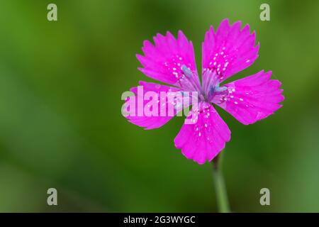 Dianthus Deltoides pink flower close up Stock Photo