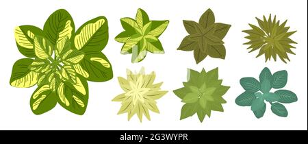 Botanical elements for a landscape plan. Landscaping constructor. Plants top view isolated on white background. Vector illustration Stock Vector