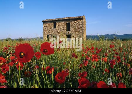 FRANCE VAUCLUSE (84) THE LUBERON. REGIONAL NATURAL PARK OF LUBERON. POPPY FIELD AND A SHED Stock Photo
