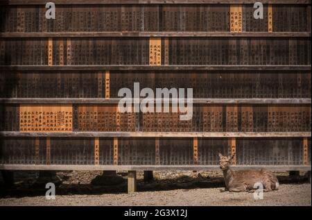 Deer in front of a wood board in Nara Park, Japan Stock Photo