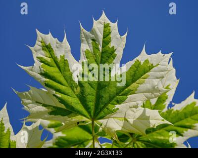Close-up of variegated maple leaf against clear blue sky, showing green and white foliage in bright daylight Stock Photo