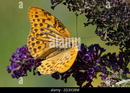 Emperor cloak on butterfly bush Stock Photo