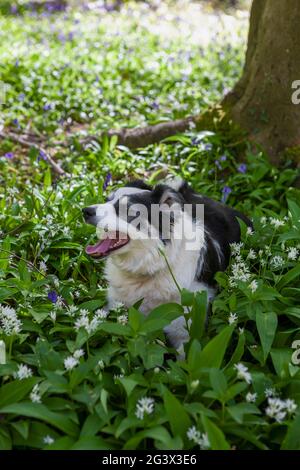 A Border Collie dog on a carpet of wild garlic (Allium ursinum) and bluebells (Hyacinthoides non-scripta), Wildhams Wood, Stoughton, West Sussex, UK Stock Photo