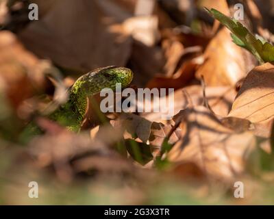 Closeup shot of a nimble lizard crawling on dried leavese Stock Photo