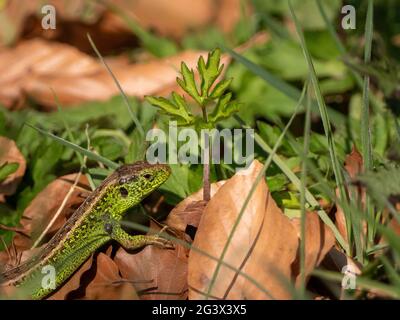 Closeup shot of a nimble lizard crawling on the ground Stock Photo