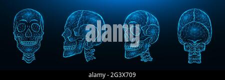 Polygonal vector illustration of human skulls, front, side, and back views. Set of low poly models of skulls with cervical spine Stock Photo