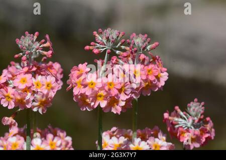 Primula bulleyana or Candelabra Primrose flowers Stock Photo