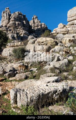 View of many Iberian wild mountain goats in the El Torcal Nature Park in Andalusia Stock Photo