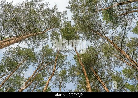 Worm's eye perspective in the middle of a dense pine forest. Looking straight up towards sky through branches and foliage. Soft focus on treetops crea Stock Photo
