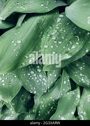 Background made of fresh wet green leaves with drops. Creative ...