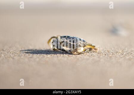 Crab walking along the Dutch coast on a sunny day - Kijkduin, The Hague, The Netherlands