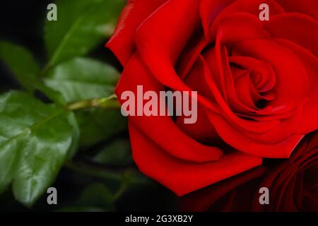 Red rose on black background Stock Photo