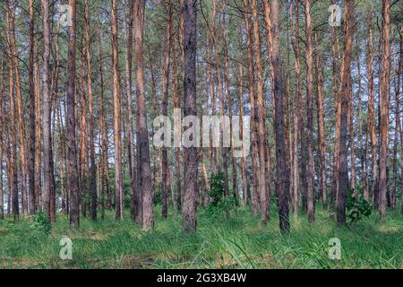 Summer pine forest in the early morning Stock Photo