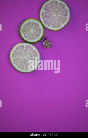 Striped garden snail (Cornu Aspersum) crawling next to slices of fresh lime on pink background. Concept of slowness, solitude, creeping Stock Photo
