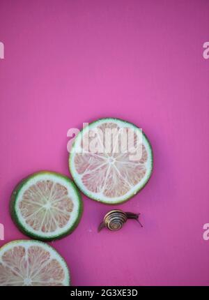 Striped garden snail (Cornu Aspersum) crawling next to slices of fresh lime on pink background. Concept of slowness, solitude, creeping Stock Photo
