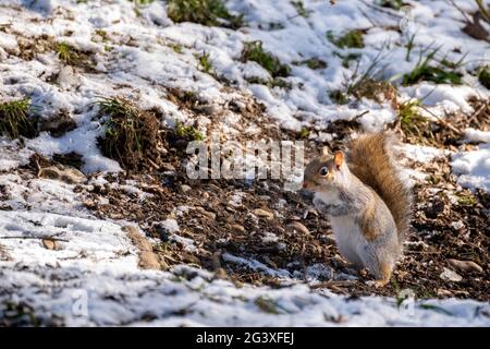 Grey Squirrel (Sciurus carolinensis) eating seeds in the snow Stock Photo