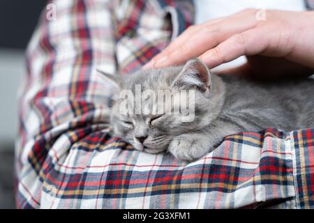 Caucasian male holds small cute gray Scottish Straight kitten in arms that falls asleep at home on couch. Man hands safely hold Stock Photo