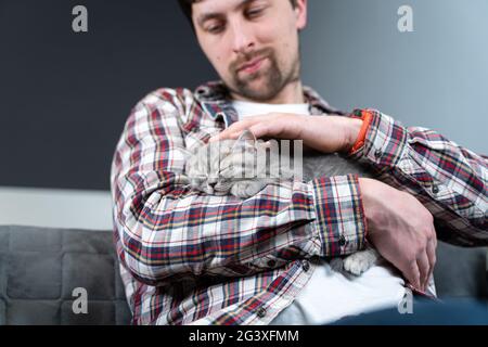Scottish straight-eared gray kitten sleeps in arms of owner of house. Thoroughbred cute little British cat falls asleep in hands Stock Photo