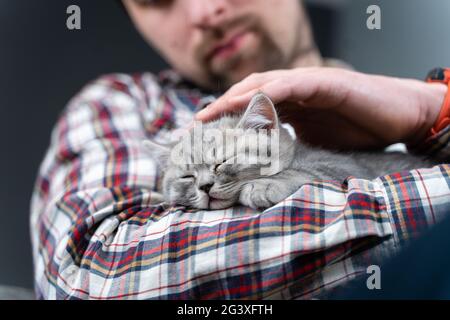 Caucasian male holds small cute gray Scottish Straight kitten in arms that falls asleep at home on couch. Man hands safely hold Stock Photo
