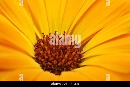 Macro shot of gerbera Stock Photo