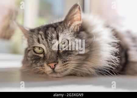 Curious look of a gray fluffy cat. Home curious cat lies on the windowsill inside the apartment and bask in the sunlight Stock Photo