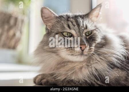 Curious look of a gray fluffy cat. Home curious cat lies on the windowsill inside the apartment and bask in the sunlight Stock Photo