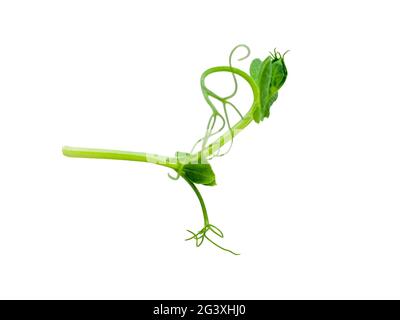 Sprouts peas isolated on white Stock Photo