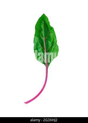 Swiss rainbow chard isolated on white Stock Photo