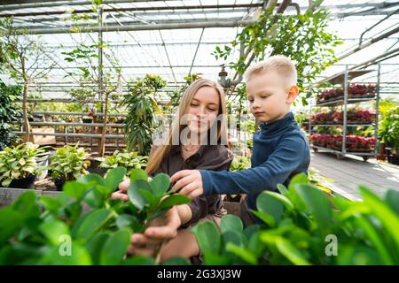 Little boy helps his mother who works in the greenhouse to take care of the plants Stock Photo