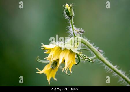 Outdoors, day light front view. Stock Photo