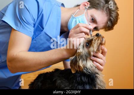 A veterinary ophthalmologist makes a medical procedure, examines a dog eyes blood pressure at a veterinary clinic. Examination o Stock Photo