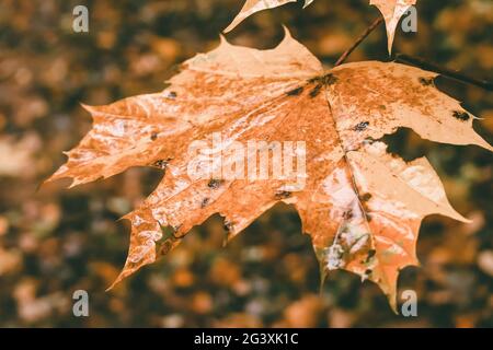 Close-up of an orange wet autumn maple leaf in the forest with a few black spots on it. Tinted photo Stock Photo
