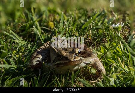 little brown grass frog sitting in fresh green grass in the summer sun Stock Photo
