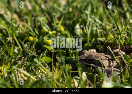 little brown grass frog is hiding in green grass in the summer Stock Photo  - Alamy