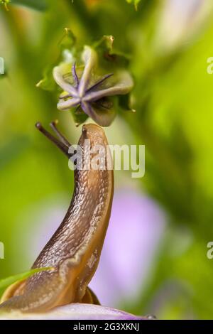 Beautiful garden snail reaching up and sniffing the bud of a purple campanula flower. Close up natural nature wildlife in spring in Norfolk England Stock Photo