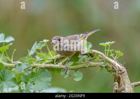 European Greenfinch Chloris chloris female bird foraging in Common Mallow Stock Photo