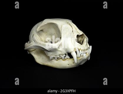 Isolated skull of a feline, a domestic cat, totally fleshless on a black background Stock Photo