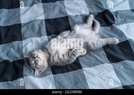 Beautiful little gray tabby cat sleeps sweetly on plaid blanket on bed at home. Kitten of Scottish Straight breed lies on back w Stock Photo