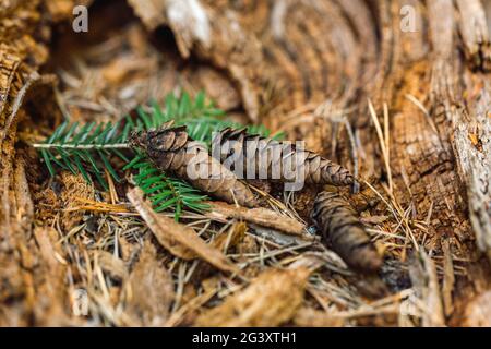 Three spruce cones with twigs of needles lie on old rotten stump. Fir trees on old tree. Stock Photo