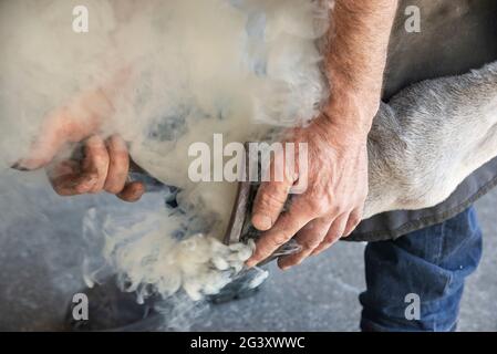 Farrier working on hot shoeing a horse in the UK. Applying hot shore to hoof. Stock Photo