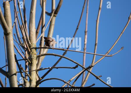 Tiny Wren (Troglodytes troglodytes) perched in a tree in wintertime Stock Photo
