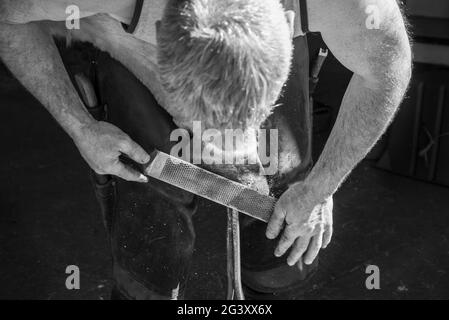 Farrier working on hot shoeing a horse in the UK. Filing the hoof down after fitting the new shoe. Stock Photo