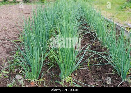 Rows of lush green onions grown in the backyard. Selective focus. Stock Photo